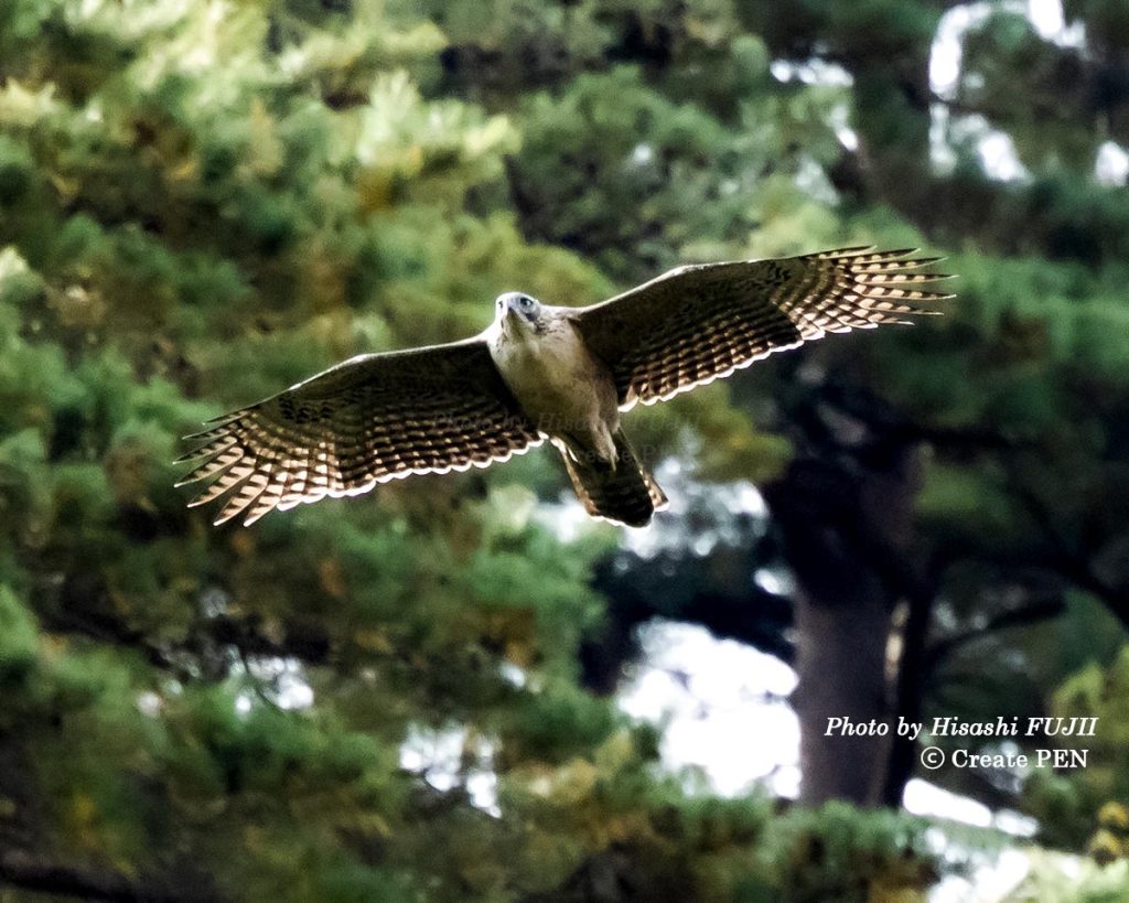 クマタカは格好いい 今日のひとこと