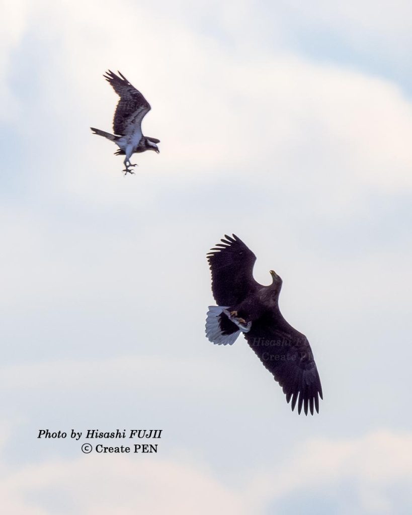 オジロワシ 今日のひとこと