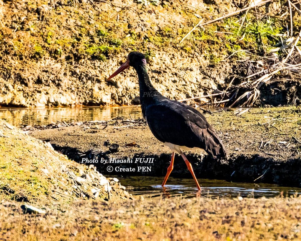 ナベコウ 今日のひとこと
